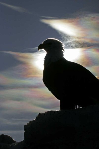 AK, Homer Bald eagle backlit by sunlight